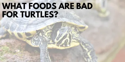 What Foods Bad Turtles link picture