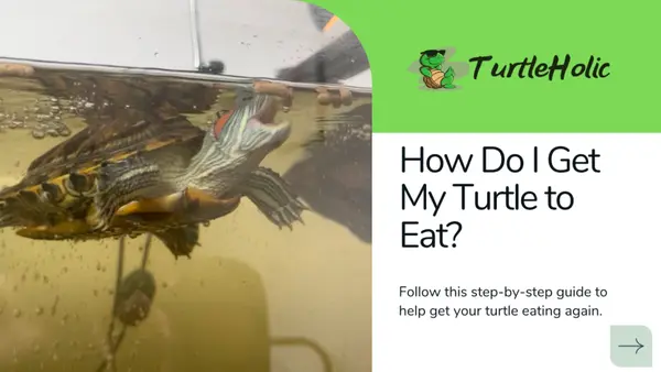 How Do I Get My Turtle to Eat?
