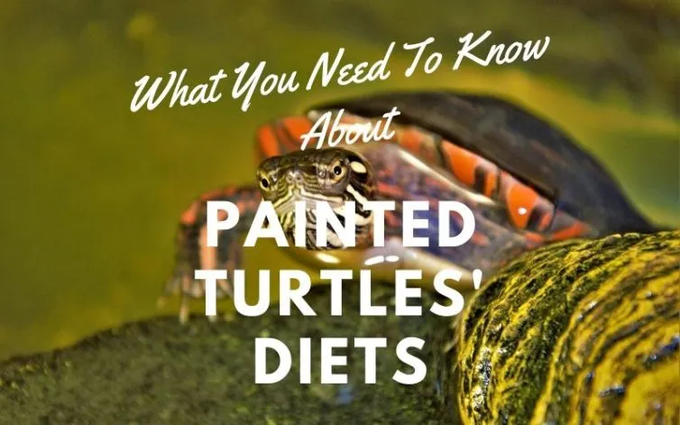 What You Need Know Painted Turtles Diets main picture
