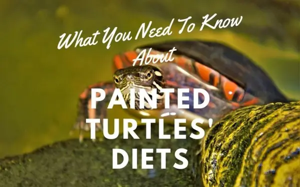 What You Need Know Painted Turtles Diets main picture