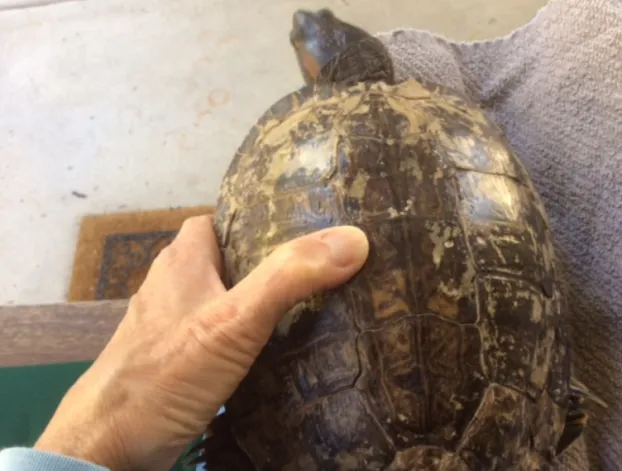 turtle shell discoloration
