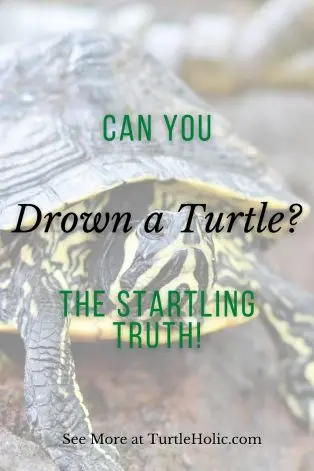 Can You Drown a Turtle Pinterest