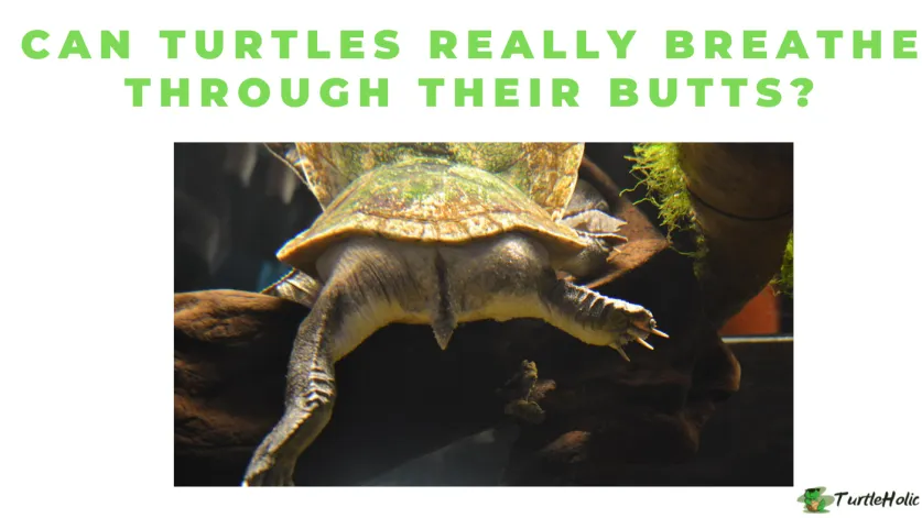 Can turtles breathe through their butts