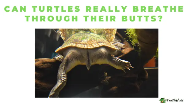 Can turtles breathe through their butts