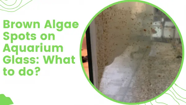 brown spots on aquarium glass