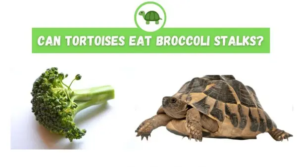 Can Tortoises Eat Broccoli Stalks