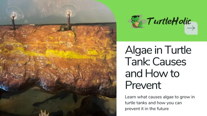 Algae in Turtle Tank