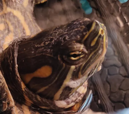 turtle with discharge on face