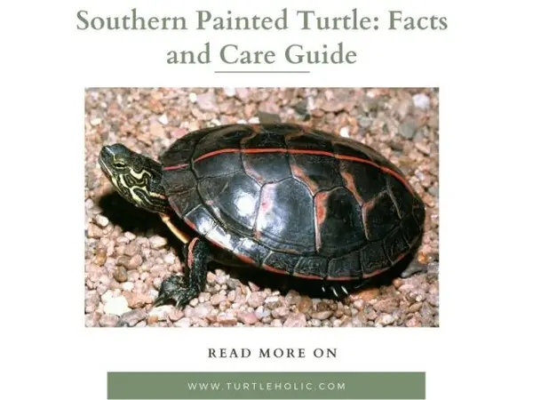 Southern Painted Turtle