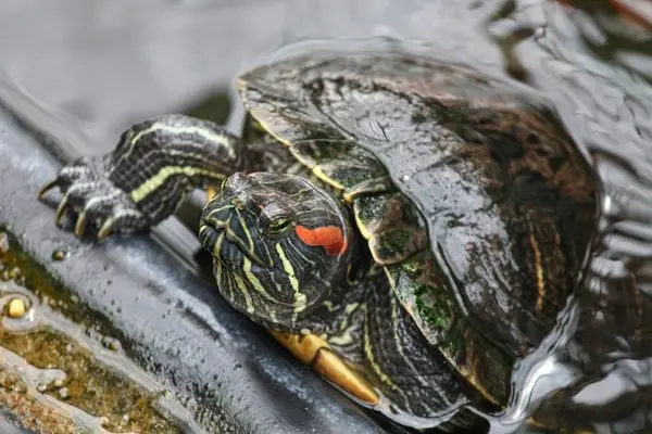 The Best Food For Aquatic Turtles In The World