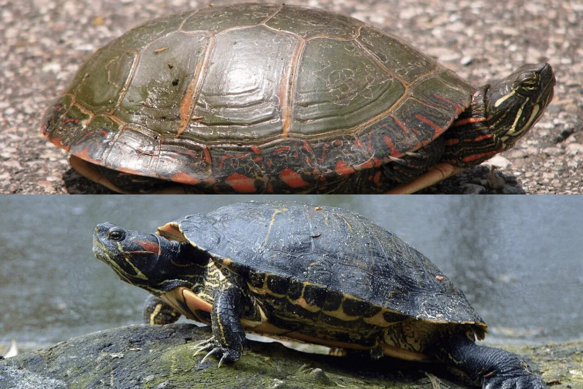 Painted Turtle vs Red-eared Slider featured image