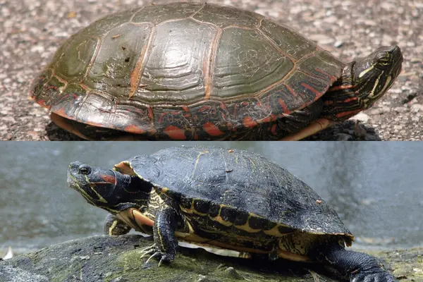 Painted Turtle vs Red-eared Slider featured image
