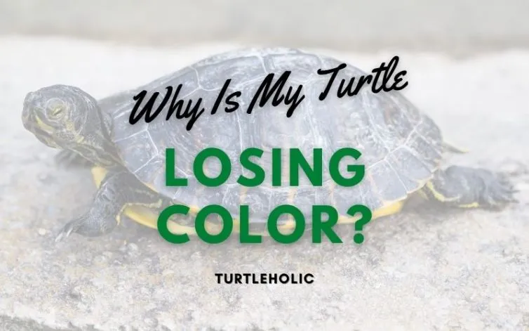 Why Is My Turtle Losing Color main pic