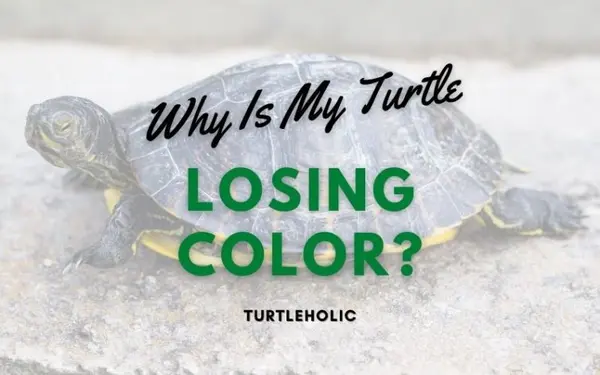 Why Is My Turtle Losing Color main pic
