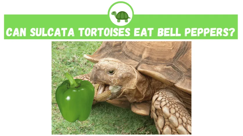 Can Sulcata Tortoises Eat Bell Peppers