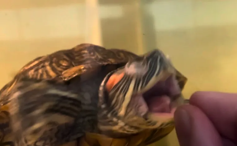 turtle mouth open