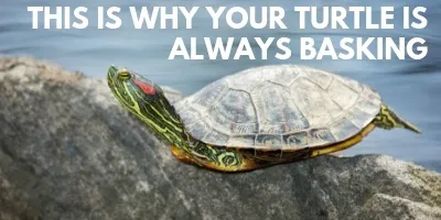This is Why Your Turtle is Always Basking link picture