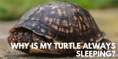 Why is My Turtle Always Sleeping link picture