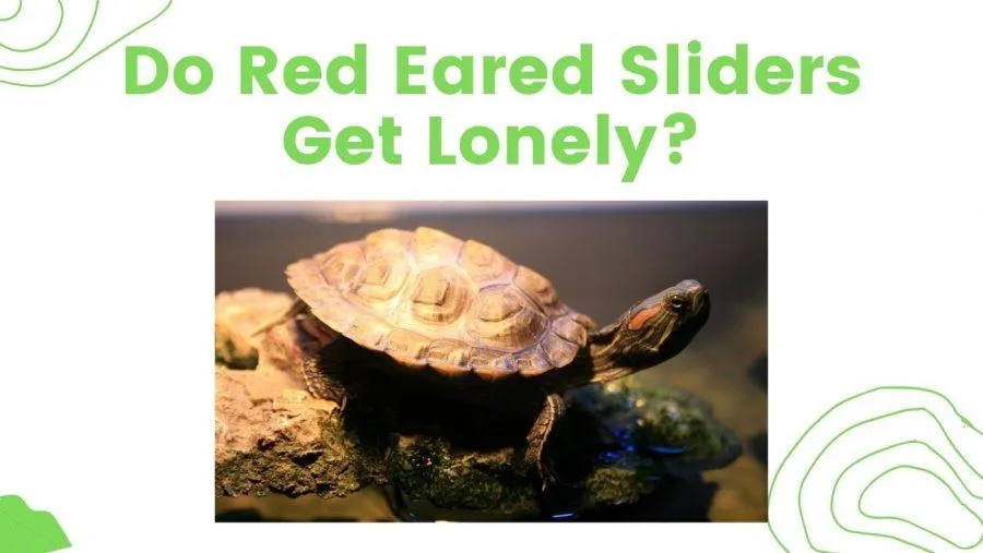 do red eared sliders get lonely