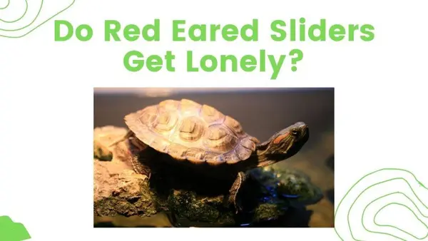 do red eared sliders get lonely