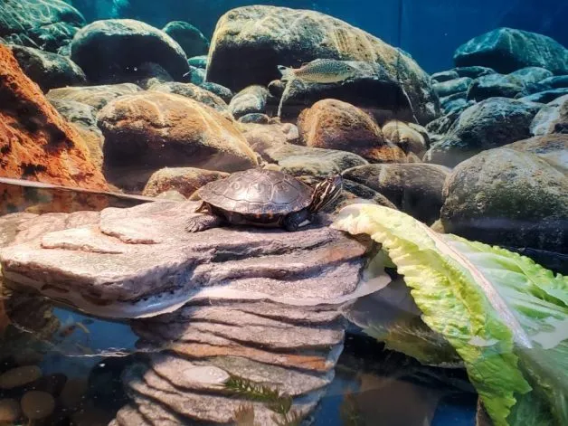 basking platform for painted turtle tank