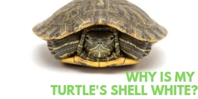 Why in the World is My Turtles Shell White link picture