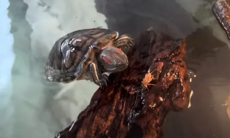 feeding cricket to a turtle