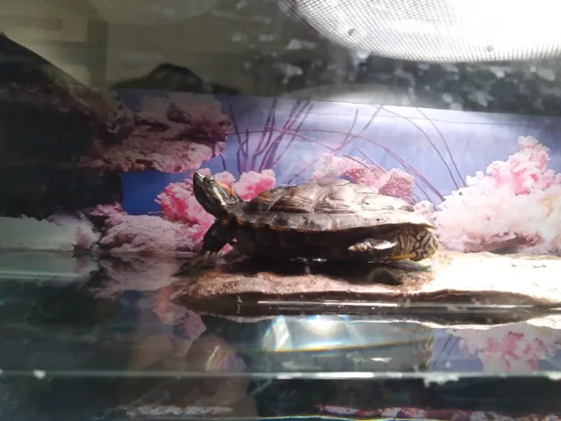 turtle basking