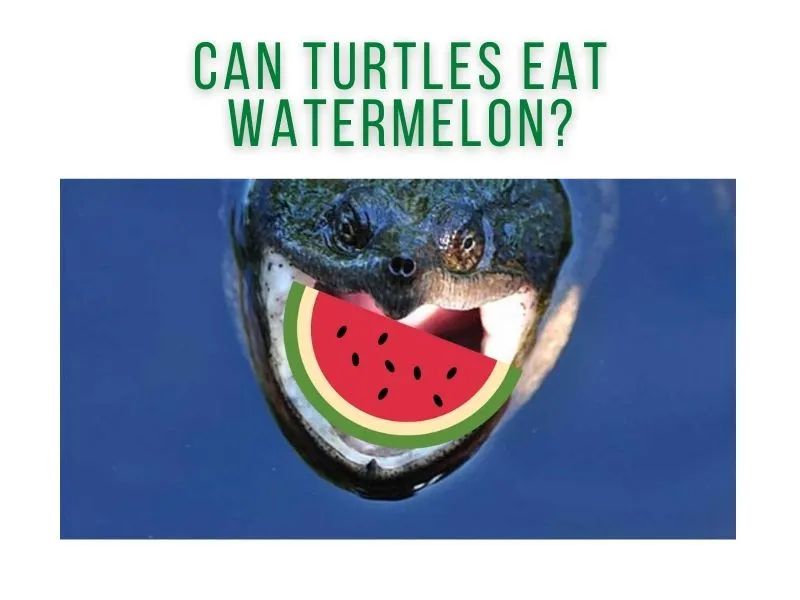 Can Turtles Eat Watermelon