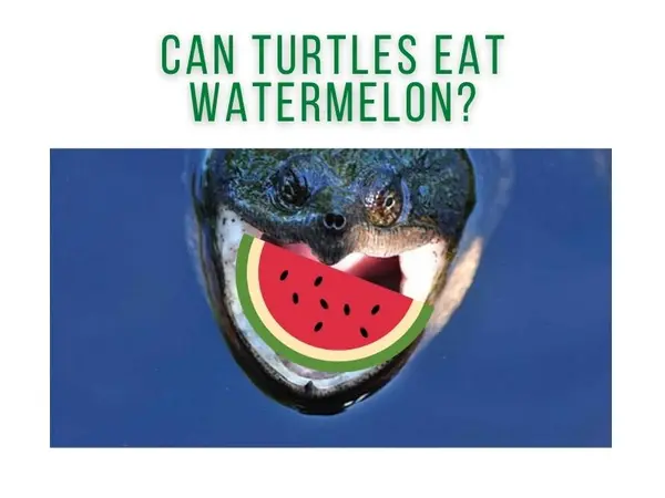Can Turtles Eat Watermelon