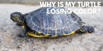 Why Is My Turtle Losing Color link picture