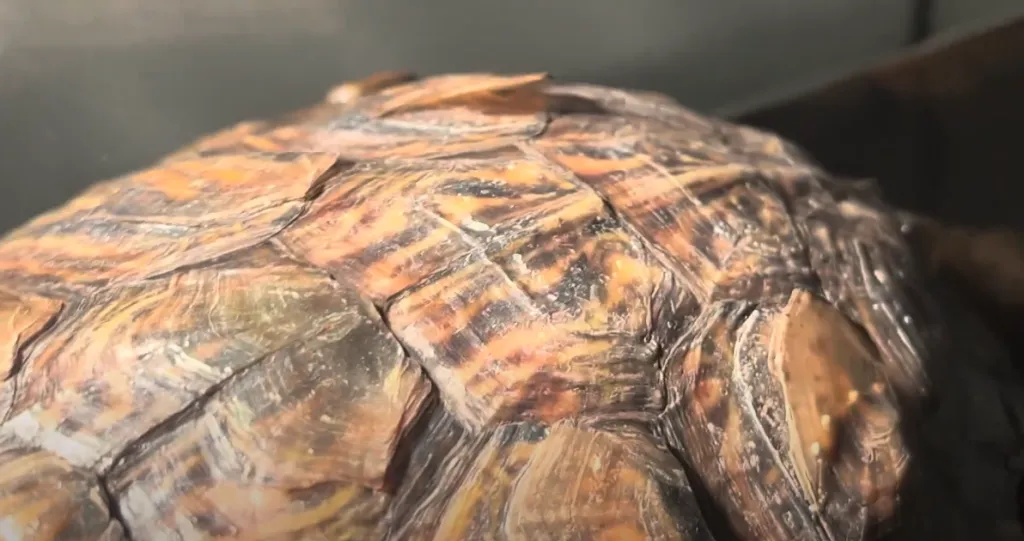 shedding turtle shell
