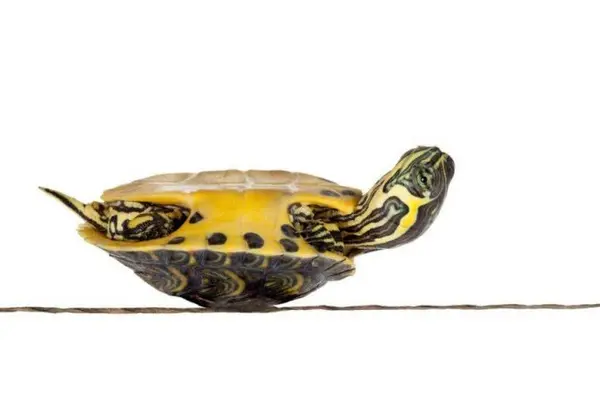 pet turtle diseases featured