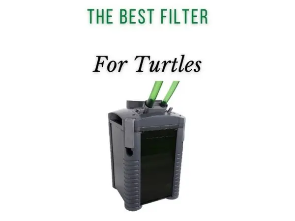 The Best Filter for a Turtle Tank