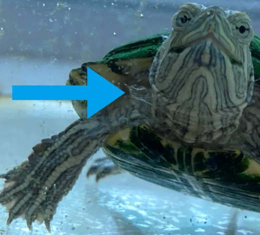 my turtle is shedding white skin