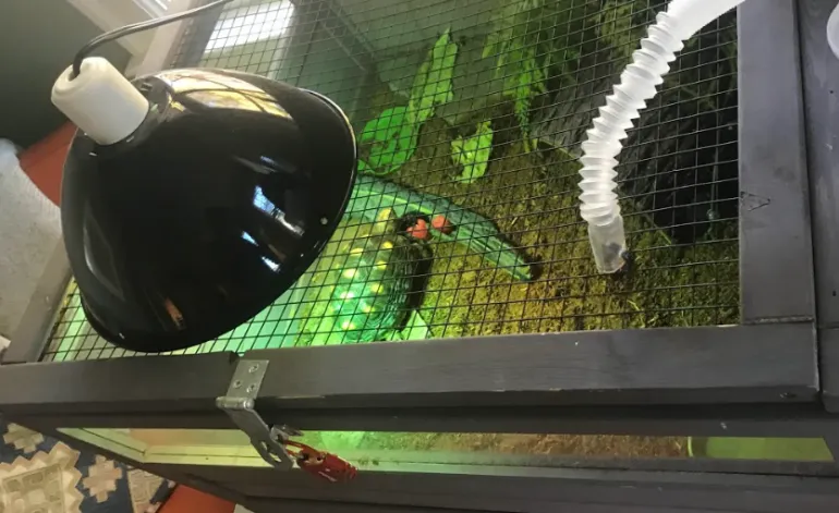 tortoise lighting