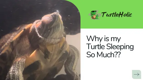 why is my turtle sleeping so much