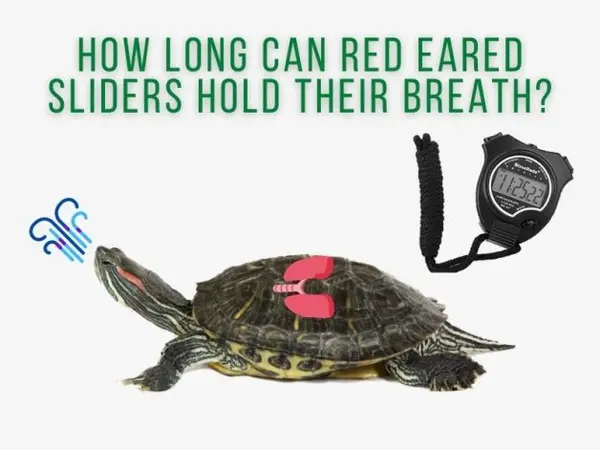 How Long Can Red Eared Sliders Hold Their Breath?