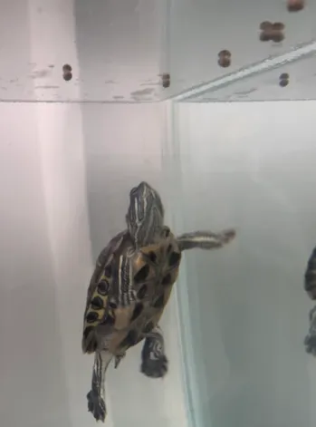 clean water in turtle habitat