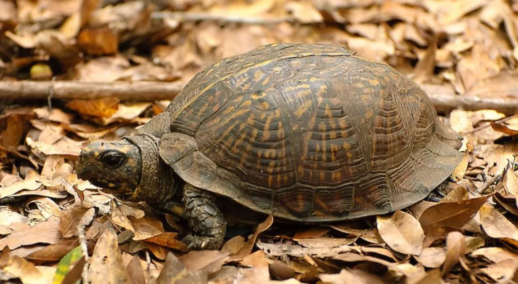 box turtle