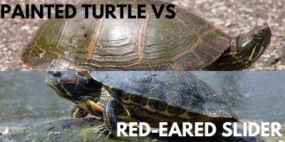 Painted Turtle vs Red-Eared Slider Link picture