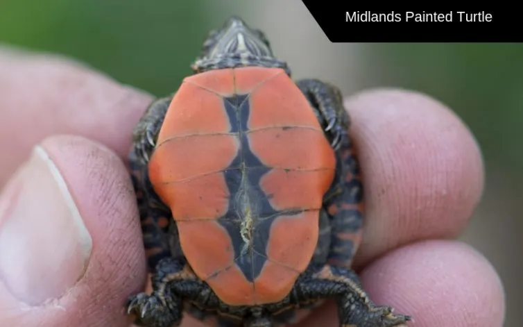 midlands painted turtle species