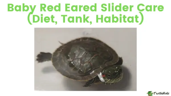 baby red eared slider care