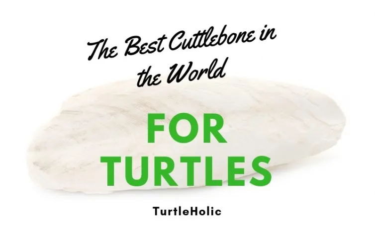 Best Cuttlebone in World for Turtles main