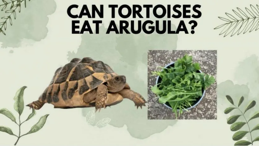 Can Tortoises Eat Arugula