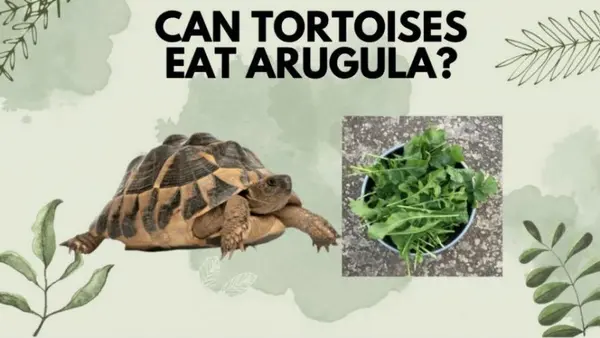 Can Tortoises Eat Arugula