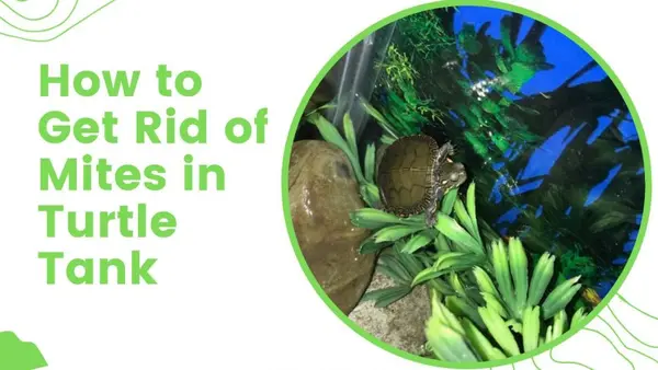 How to Get Rid of Mites in Turtle Tank