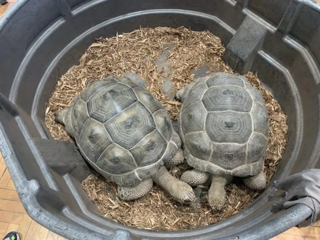 aldabra giant tortoise