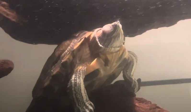 turtle sleeping