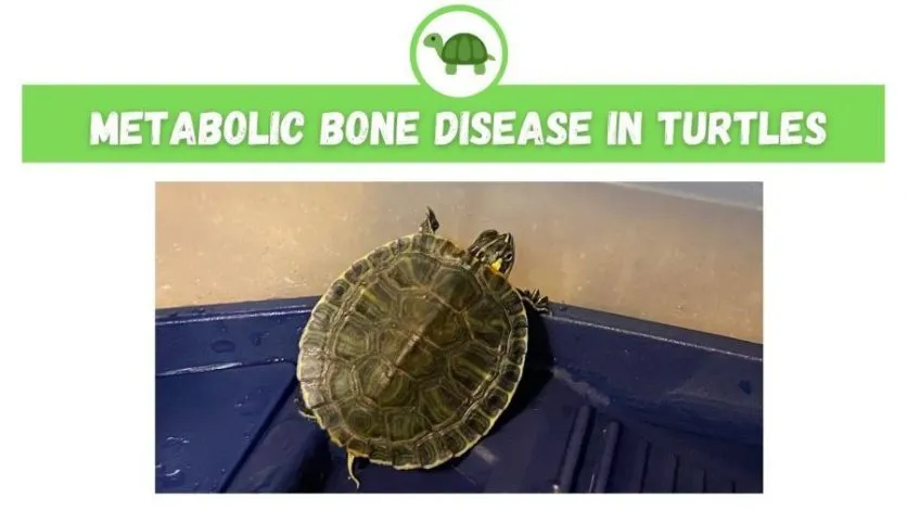 Metabolic Bone Disease In Turtles